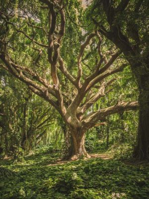 FOREST CLIMB A TREE pexels-veeterzy-38136